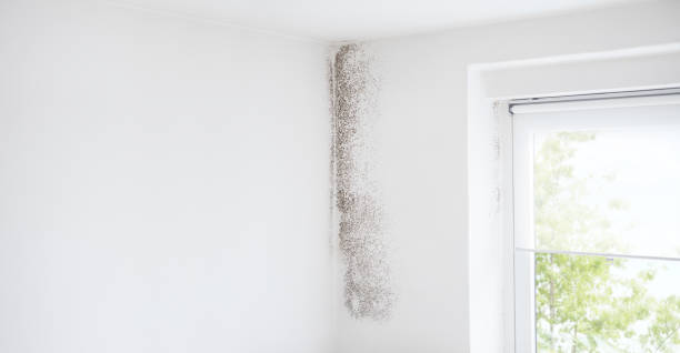 Reliable Salem, MO Mold Removal Solutions